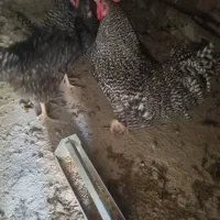 تخم مرغ