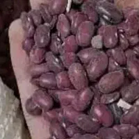 فروش لوبیا چیتی، قرمز، کپه، خرد و آشی|خوردنی و آشامیدنی|شیراز, میانرود|دیوار