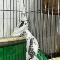 عروس هلندی|پرنده|ایلام, |دیوار