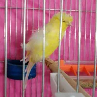 فروش ماده قناری سوپر