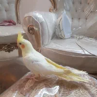 فروش عروس هلندی نر سخنگو