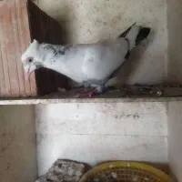 تک پر وطوقی