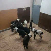 انواع بره شیری ،موجود است