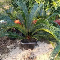 سیکاس|گل و گیاه طبیعی|تهران, شهرک هما|دیوار