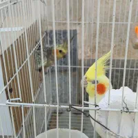 عروس هلندی|پرنده|چناران, |دیوار