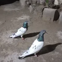 منوچهر|پرنده|میناب, |دیوار