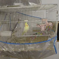 عروس هلندی بالغ|پرنده|مشهد, گلبرگ شمالی|دیوار