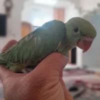 جوجه طوطی ملنگوسبز