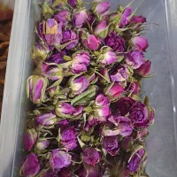 غنچه گل محمدی