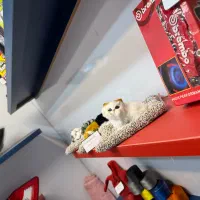 گربه رو داشبورد