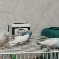 مرغ عشق نر هر سه تا نر|پرنده|رضویه, |دیوار