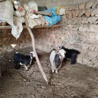 تیر بز|حیوانات مزرعه|ایذه, |دیوار