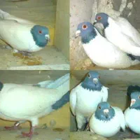 جوجه کبوتر دورگ ایستیم