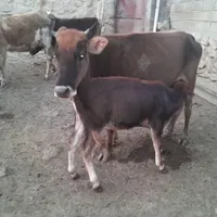 گوساله وگاو گوشتی وگاو گوساله بومی|حیوانات مزرعه|صحنه, |دیوار