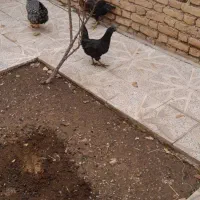 مرغ ایام سمانی