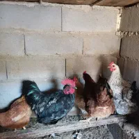 خروس مشکی نژاددار