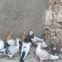 15تا جوانه