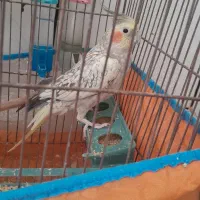 عروس هلندی نر خوب سالم دستی  قیمت خوب