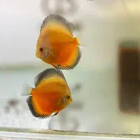 ماهی دیسکس با بیشترین تنوع نژادی در مشهد- فلاور|ماهی|مشهد, آزادشهر|دیوار