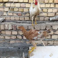 اردک و مرغ و خروس فروش فوری ارزان