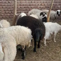 یک عددمیش وبره نژادافشاری
