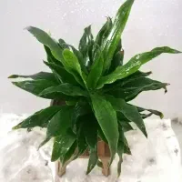 گل های مناسب آپارتمانی|گل و گیاه طبیعی|صدرا-فارس, فاز ۱|دیوار