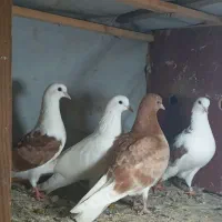 کبوتر  جوجه|پرنده|لنگرود, |دیوار