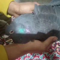 به شرط بازی