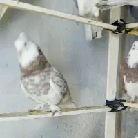 کفتر پرشی کبوتر اسمان|پرنده|اسلامشهر, شهرک مفیدی|دیوار