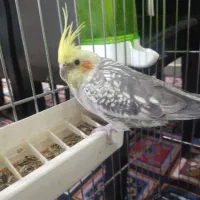 عروس هلندی|پرنده|بومهن, |دیوار