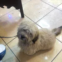 واگذاری سگ پاپی