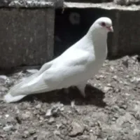 فروش فوری کبوتر