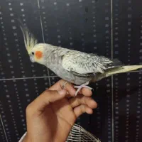 عروس هلندی و مرغ عشق