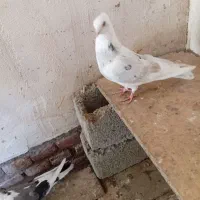 فروش کبوتر  سرور گجله