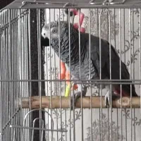 فروش کاسکو