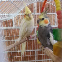 عروس هلندی جفت مولد