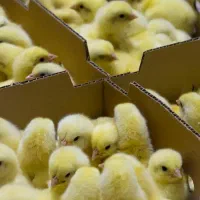 جوجه ۱روز گوشتی با وزندهی بالا