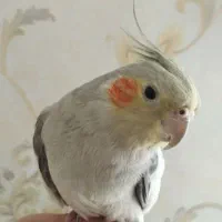 سلام.  یک عدد. عروس. هلندی. بالغ