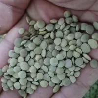 عدس امسالی کاملا تمیز و خوش پخت بدون یک اشغال