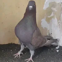 چند عدد کفتر رفته