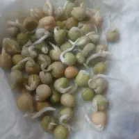 بذر نخود فرنگی خارجی پلمپ