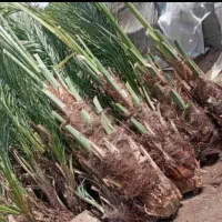 فروش انواع درخت نخل با قیمت مناسب|خدمات باغبانی و درختکاری|آران و بیدگل, |دیوار