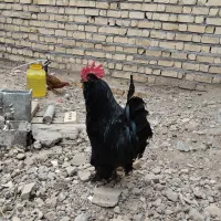 خروس