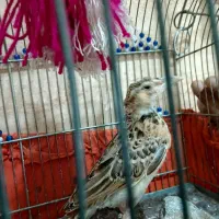 سهره جوجه برج دوخودم بزرگش کردم بشرط نر