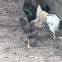 مرغ و خروس برهما