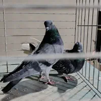 کفتر سرور ۴۰ سانتی سبز دمسفید کله دمسبز جفت|پرنده|تهران, شهرک رضویه|دیوار