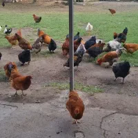 فروش مرغ و خروس