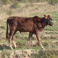 گوساله نر