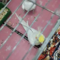 پرنده