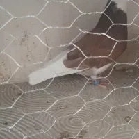 کفتر پرشی تهرانی